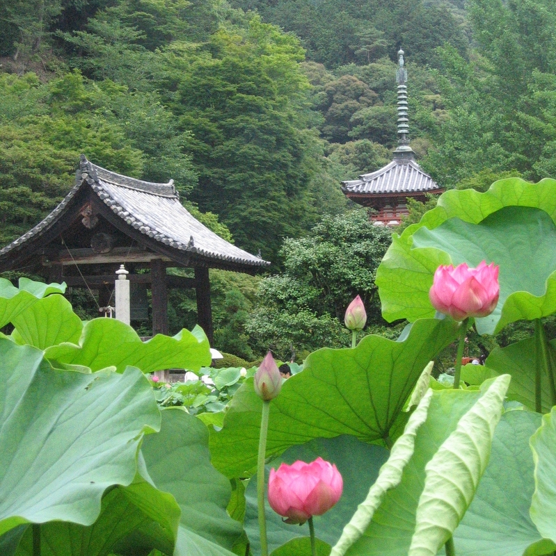 Uji, Japan Lotus Temple