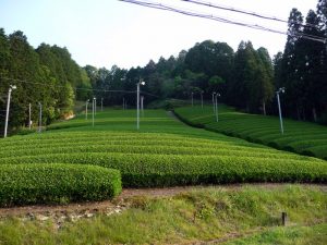 Uji field