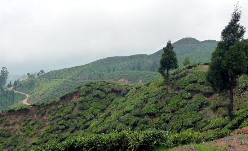 Darjeeling view