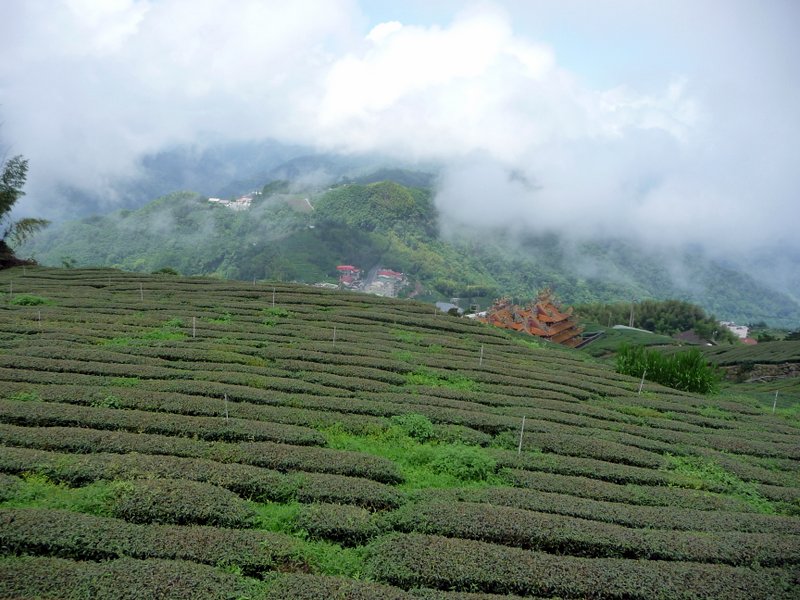 Ali Temple Field