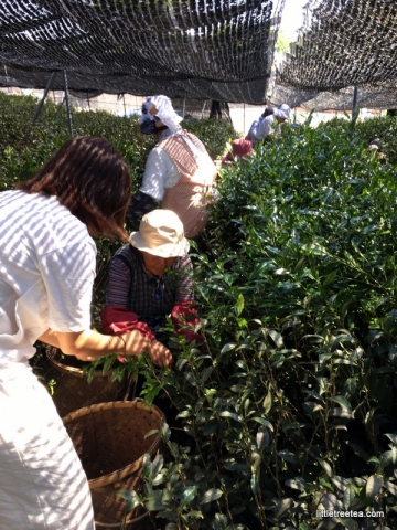 helping pick gyokuro