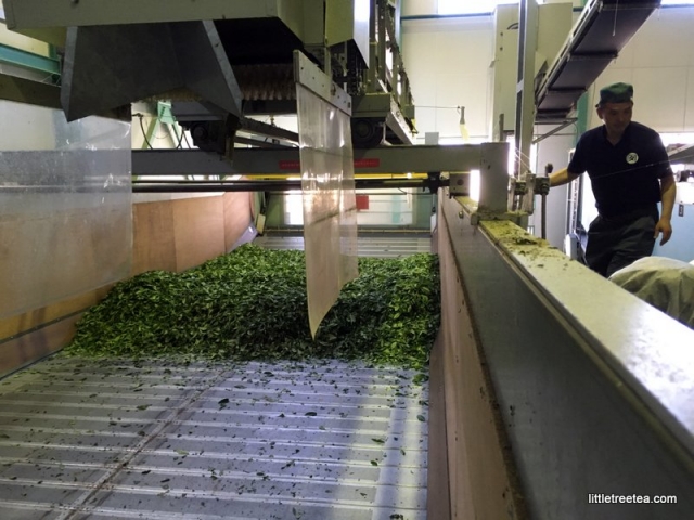 processing fresh tea