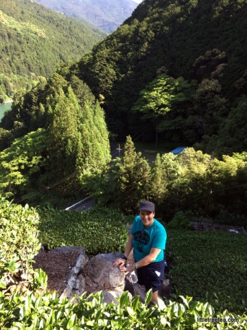 climbing up into the mountain tea gardens