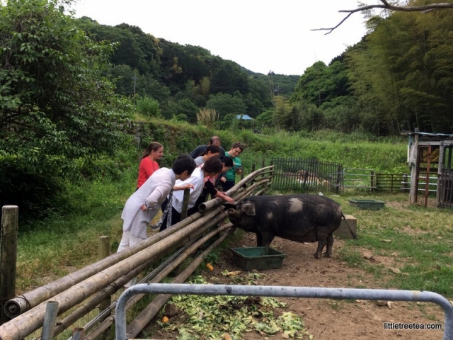 Pet pig at Rakan